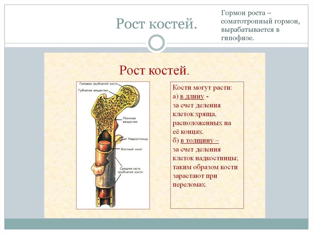 Рост кости в длину. Рост костей человека биология. Рост кости анатомия. Гормон роста костей. Как растут кости.