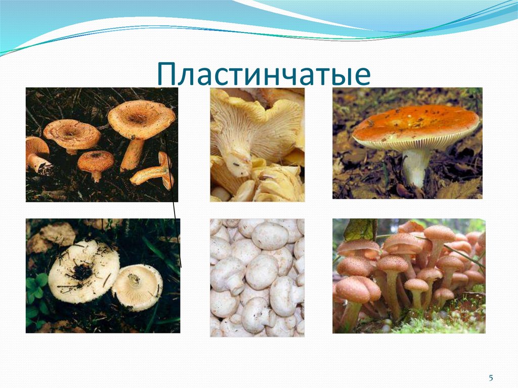 К шляпочным грибам относят. Шляпочные пластинчатые грибы съедобные. Трубчатые и пластинчатые грибы. Группы грибов трубчатые и пластинчатые. Трубчатые и пластинчатые грибы фото.