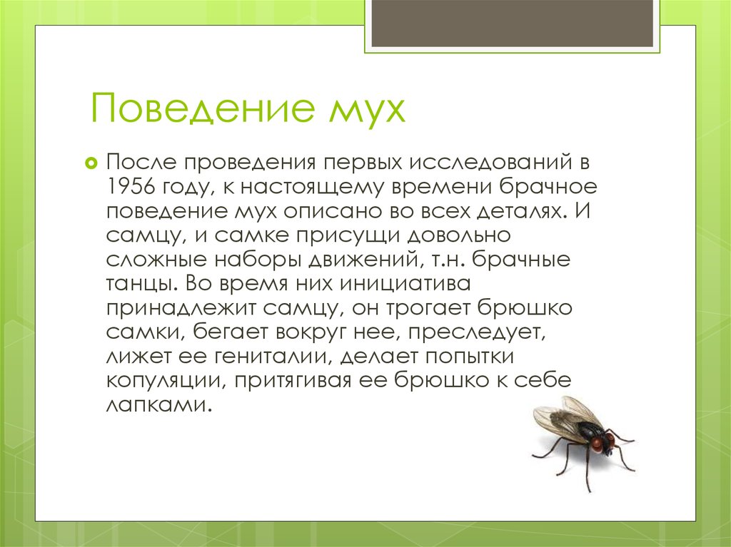 Скорость мухи составляет. Поведение мухи. Описание мухи. Представители мух. Поведение мух осенью.