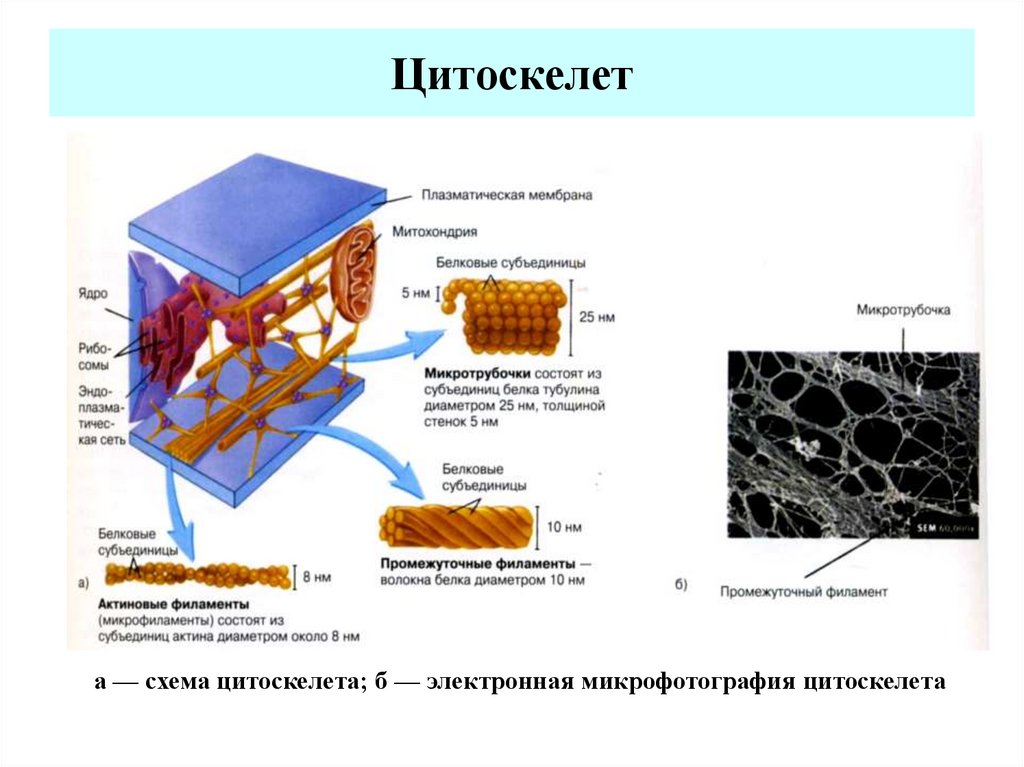 Цитоскелет клетки какой органоид