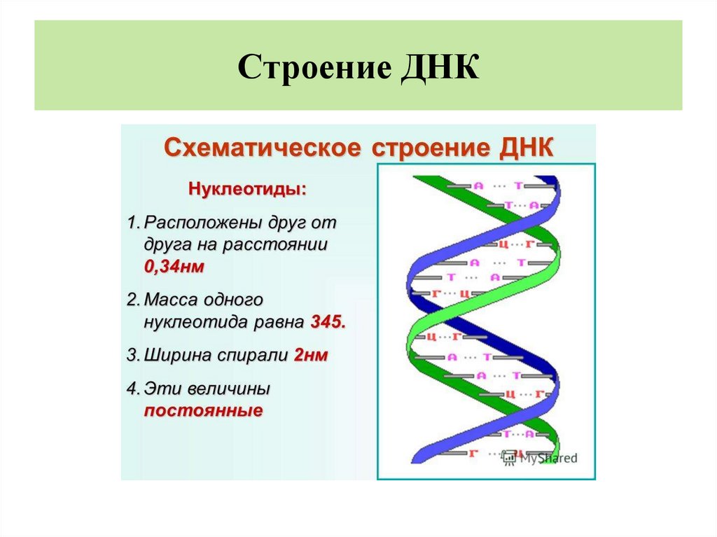 Строение днк презентация