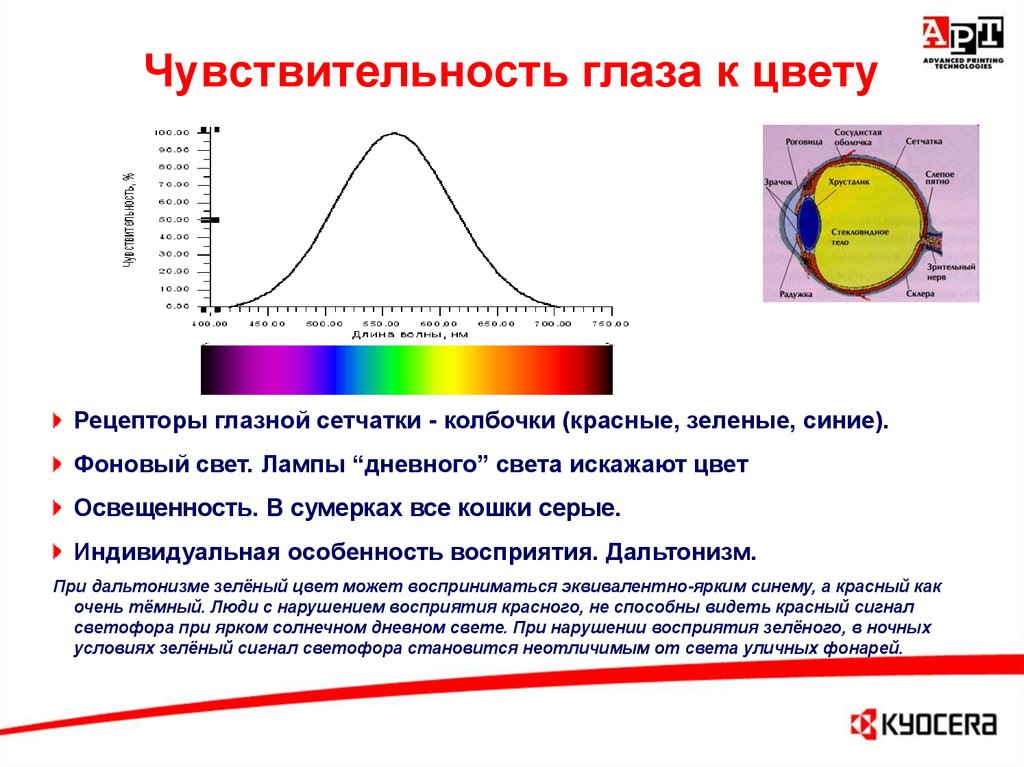 Стали чувствительными. Цветовая чувствительность глаза. Чувствительность глаза к цвету. Световая чувствительность глаза. Чувствительность человеческого глаза.