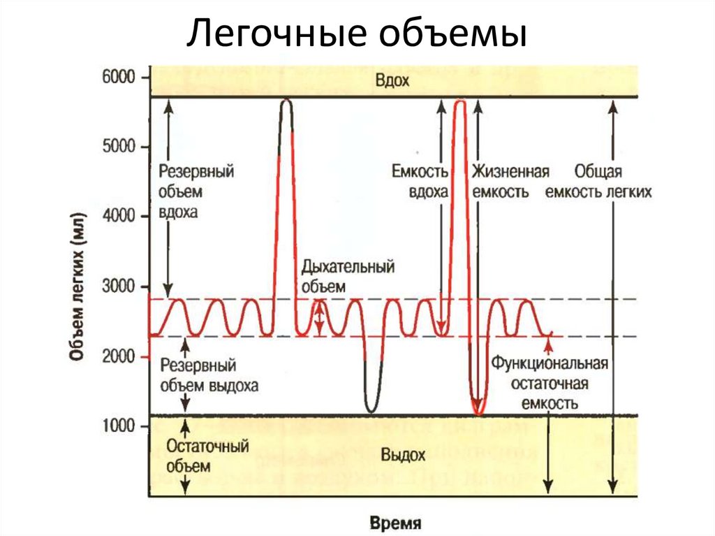 Схема легочных объемов