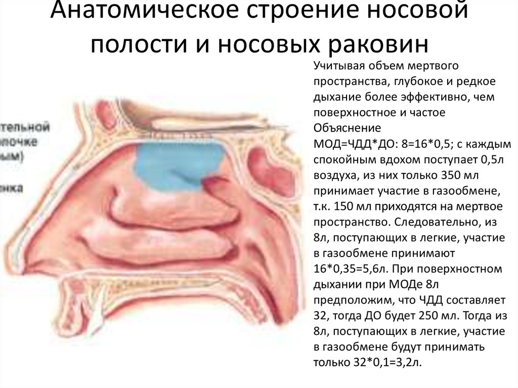 Носовые раковины. Полость носа носовые раковины. Строение носовых раковин. Носовые раковины анатомия. Раковины и ходы полости носа.