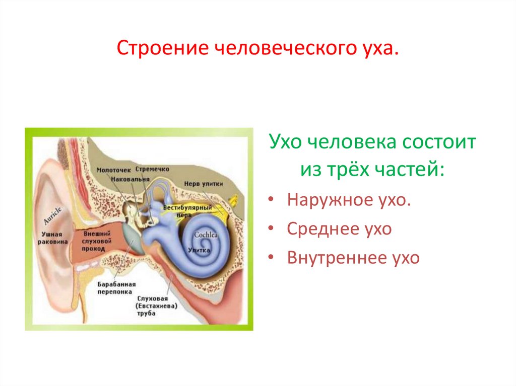 Наружное ухо строение