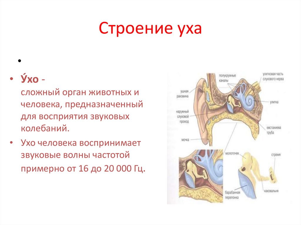 Строение уха собаки с описанием и фото схема