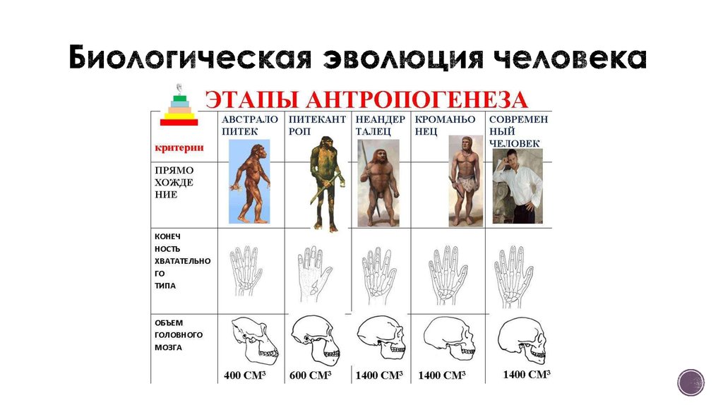 Эволюция человека возможные результаты проект