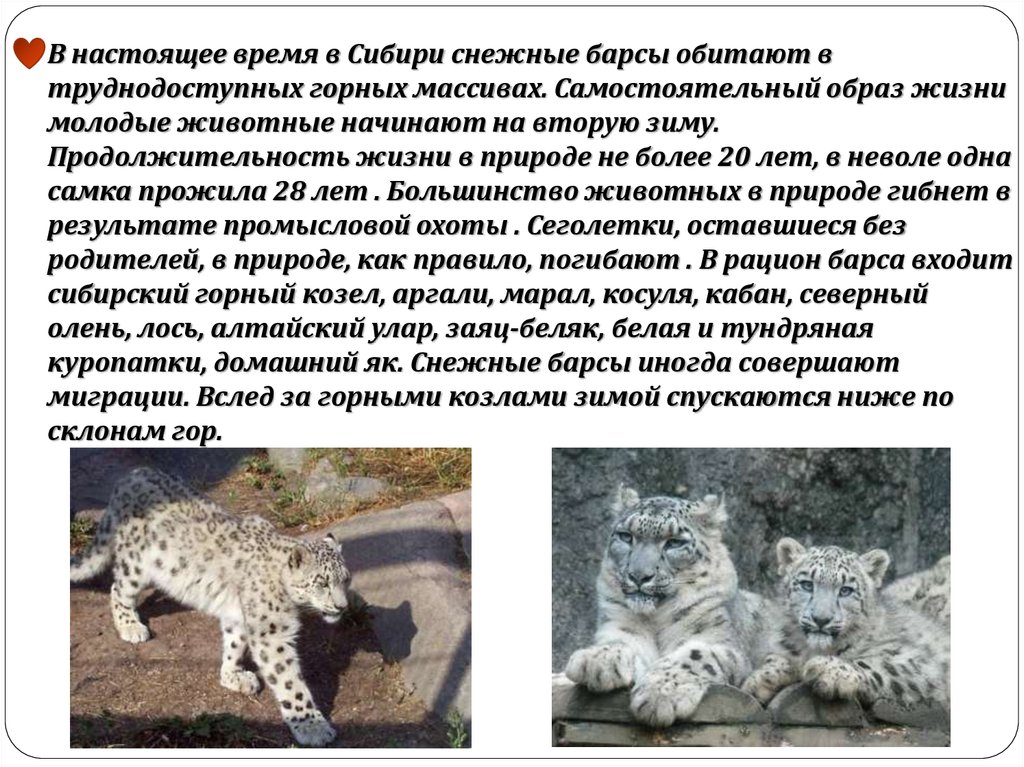 Красная Книга Казахстана Животные Фото И Описание