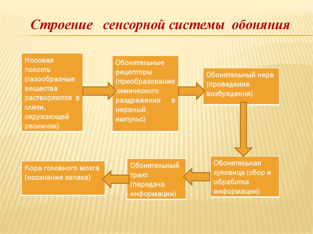 Тактильный строение. Общий план строения сенсорных систем. Строение сенсорной системы. План строения сенсорной системы. Схема строения сенсорных систем человека.