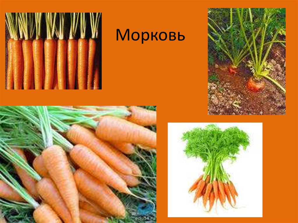 Класс растения морковь. Морковь. Морковь для презентации. Культурное растение морковь. Слайды про морковь.