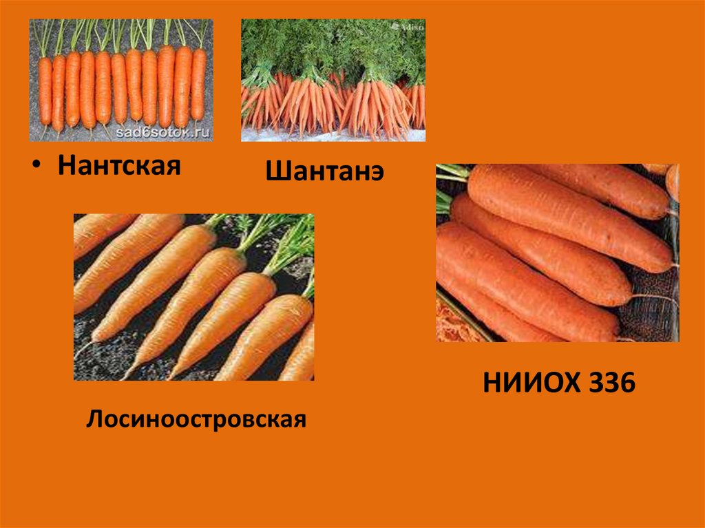 Класс растения морковь