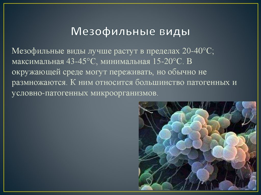 Аэробная среда. Термофильные и мезофильные бактерии. Мезофильные анаэробы. Мезофильные микроорганизмы. Мезофильная микрофлора что это.