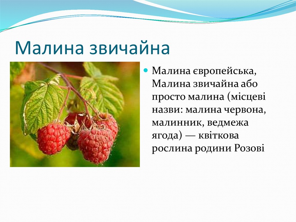 Малина какой суффикс. Приметы малинник. Малина с суффиксом. Малинник по составу. Малина описание растения 2 класс.