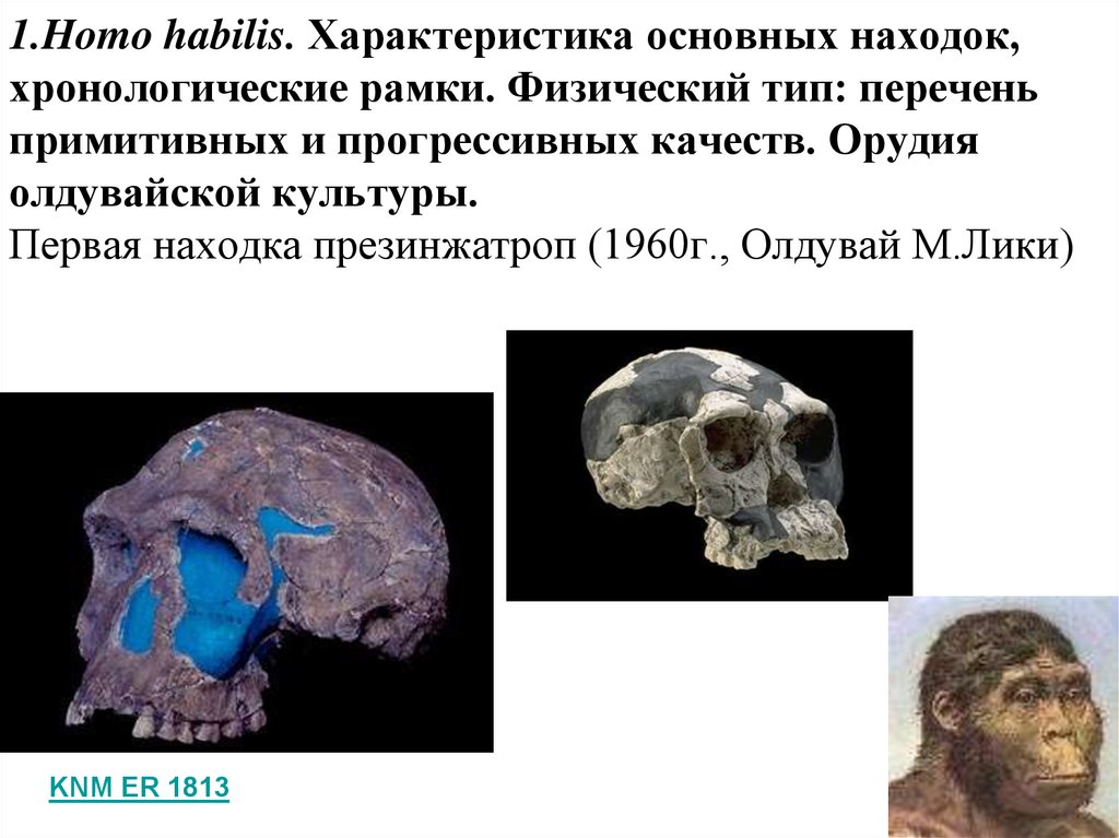 Первые представители рода человек. Хомо хабилис Олдувайская культура. Находки периода Олдувай. Представители рода homo. Род хомо характеристики.