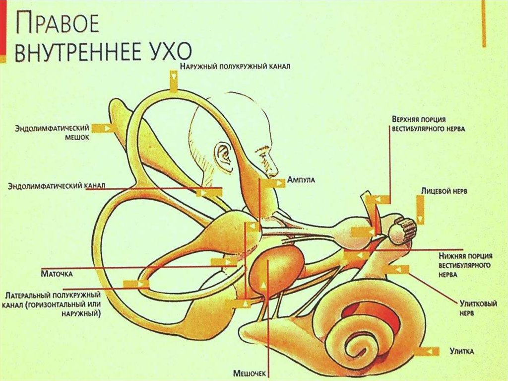 Три отдела внутреннего уха. Внутреннее ухо улитка анатомия. Внутреннее ухо вестибулярный аппарат. Строение полукружных каналов внутреннего уха. Полукружные каналы анатомия.