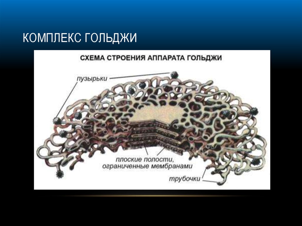 Органоиды клетки комплекс гольджи. Комплекс Гольджи пластинчатый аппарат микроскоп. Основные строение и функции аппарат Гольджи. Структура аппарата Гольджи. Комплекс Гольджи строение 10 класс.