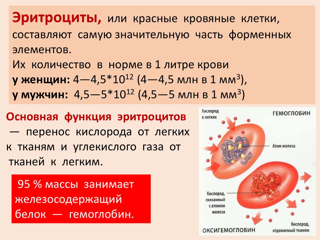 Blood function