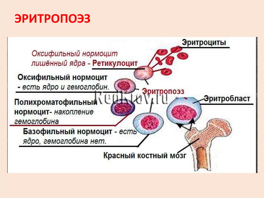 Синтез эритроцитов. Эритропоэз схема эритроциты. Схема эритропоэза эритроцитов. Нормобластический Тип кроветворения схема. Стимуляция эритропоэза физиология.