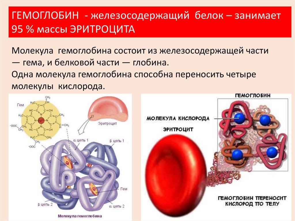 Гемоглобин после. Гемоглобин строение белковая часть. Гемоглобин это белок эритроцитов. Гемоглобина в крови содержится:. Из чего состоит молекула гемоглобина.