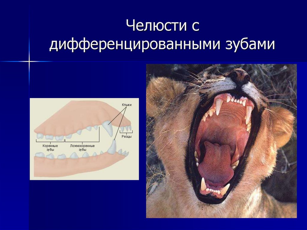 Рассмотрите строение зубов млекопитающих на какие. Зубы млекопитающих дифференцированы. Зубы человека дифференцированы. На челюстях дифференцированные зубы. Дифференциация зубов у млекопитающих.