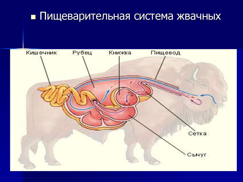 Пищеварительная система жвачных млекопитающих. Строение пищеварительной системы жвачных животных. Строение пищеварительной системы жвачных млекопитающих. Строение пищеварительной системы жвачных парнокопытных.