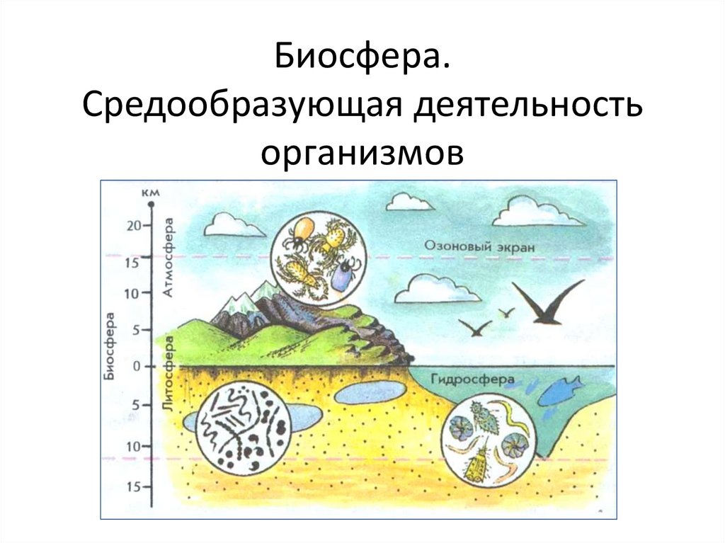 Средообразующая деятельность организмов презентация