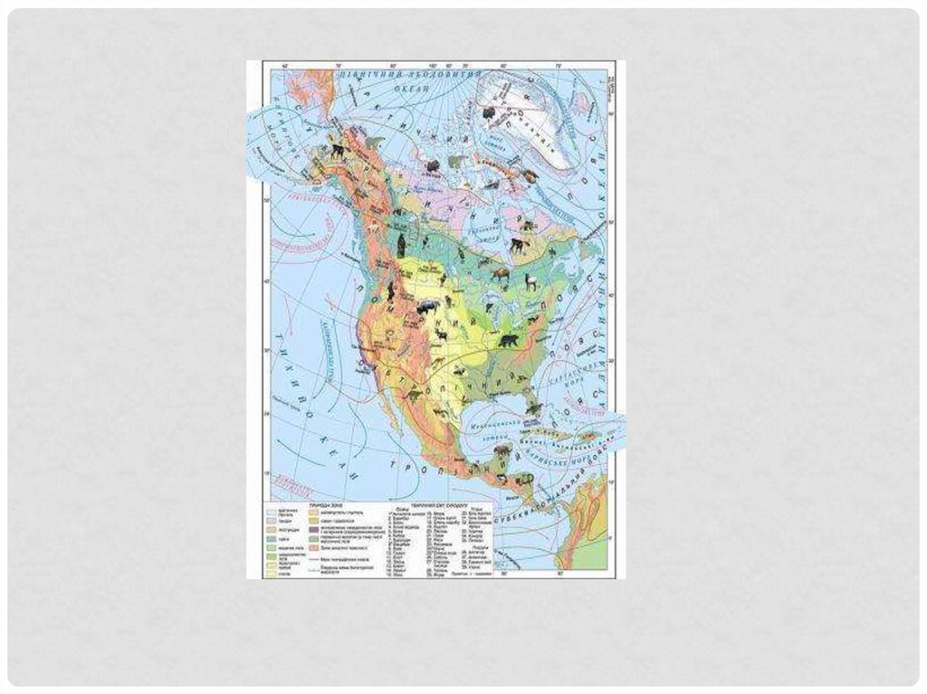 Нанесите на контурную карту природные зоны сша. Карта природных зон Северной Америки. Северная Америка карат природные зоны. Карта природных зон Северной Америки 7 класс. Северная Америка карта природных зон с животными.