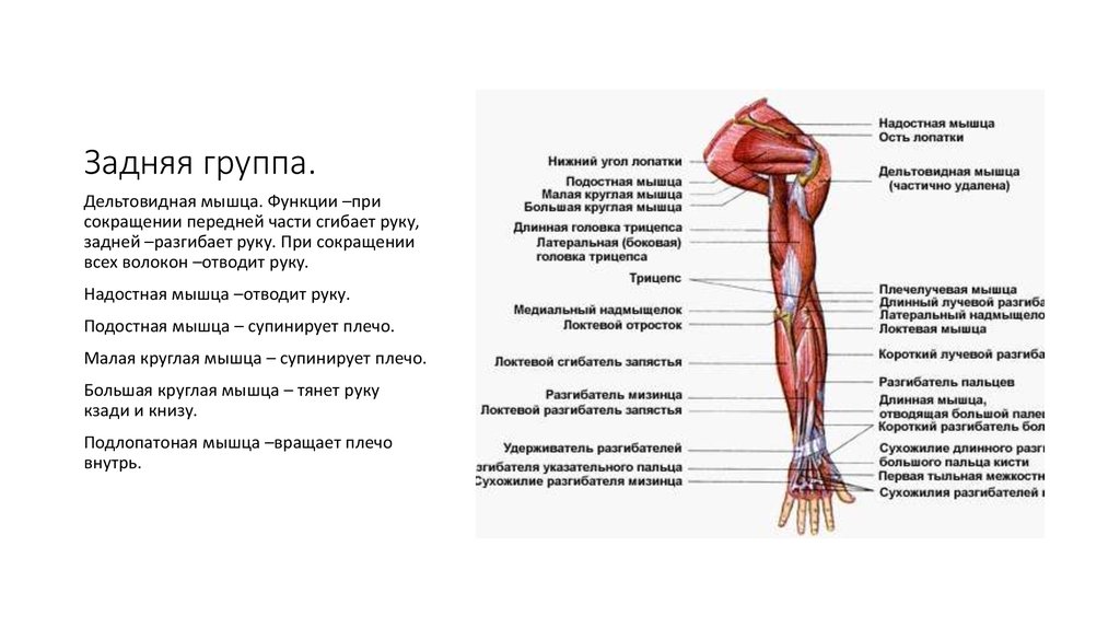 Трехглавая мышца состоит из