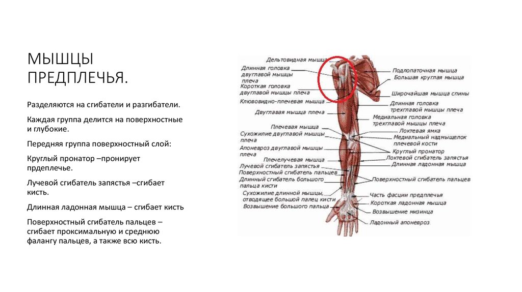 Длинная головка трехглавой мышцы плеча. Мышцы плеча передняя группа сгибатели. Мышцы верхней конечности плеча предплечья таблица. Мышцы верхней конечности плечо предплечье кисть. Мышца сгибатель плеча и предплечья.