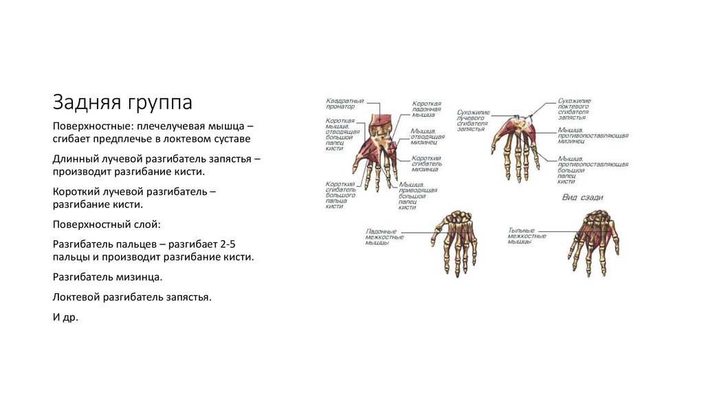 Задняя группа