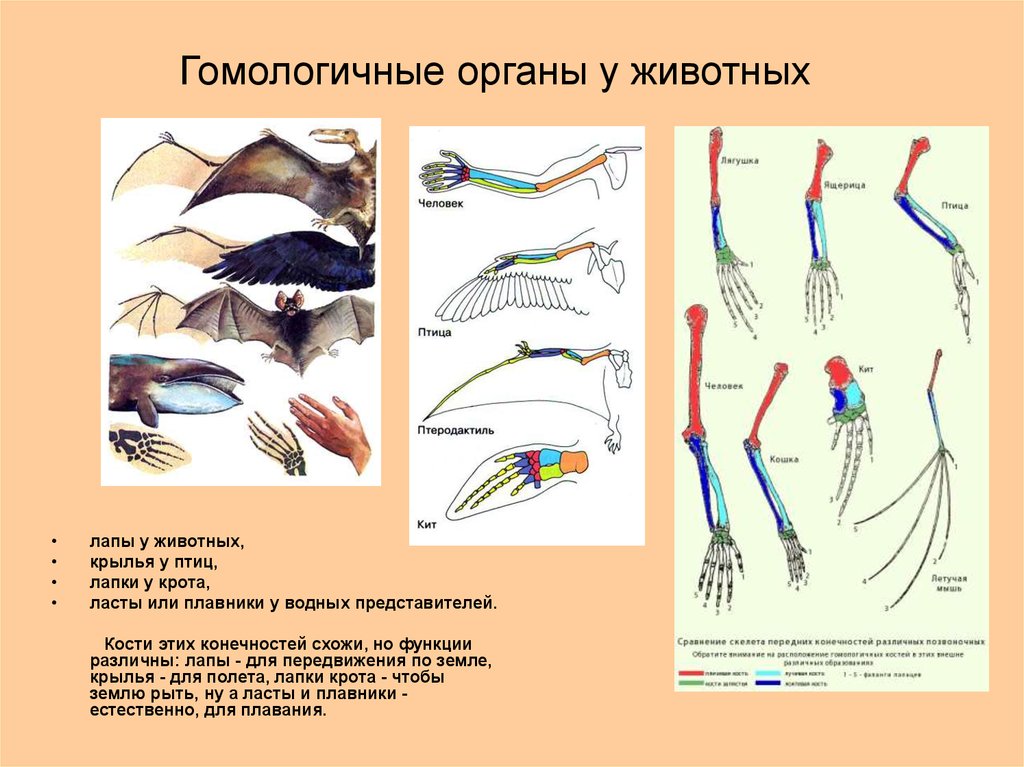 Гомологичные органы картинка