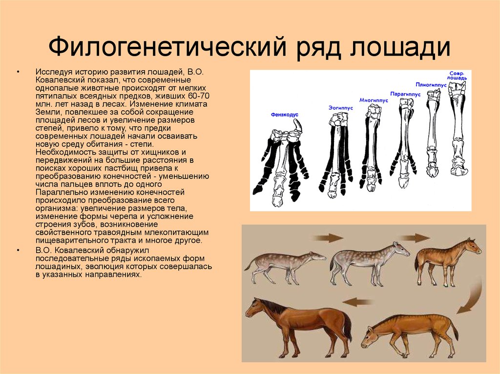 Некоторые эволюционные изменения приводят к появлению. Филогенетический ряд лошади. Филогенетические ряды лошади описал. Эволюция филогенетический ряд лошади. Палеонтологический ряд лошади таблица.