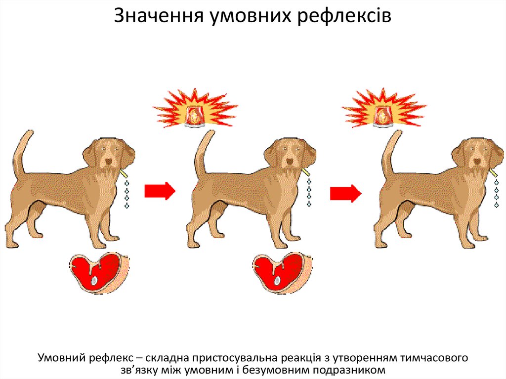 Примеры условных рефлексов у человека в картинках