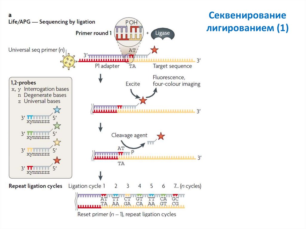 Секвенирование нуклеотидов. Циклическое лигазное секвенирование. Секвенирование лигированием: Abi/Solid. Лигирование ДНК секвенирование. Секвенирование этапы.