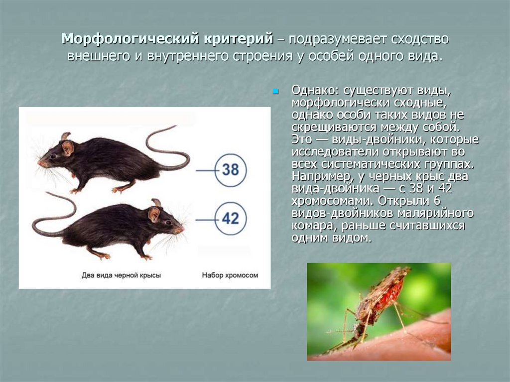 Какой тип развития характерен для серой крысы. Морфологический китеритерий. Морфологический критерий примеры.