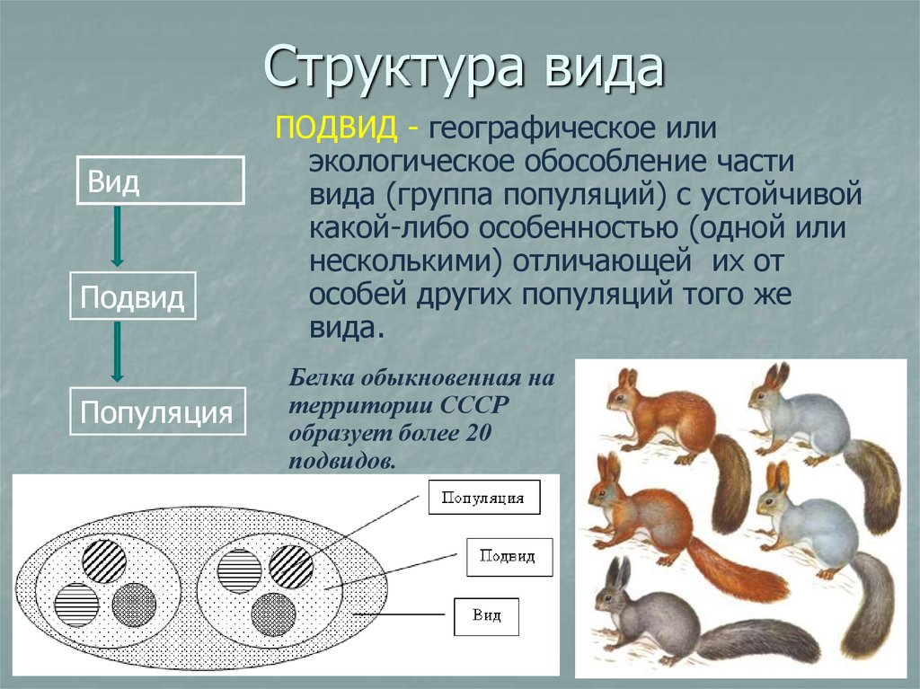 Структура биологии. Структура вида биология. Структура вид, подвид. Вид структура вида. Популяционная структура вида.