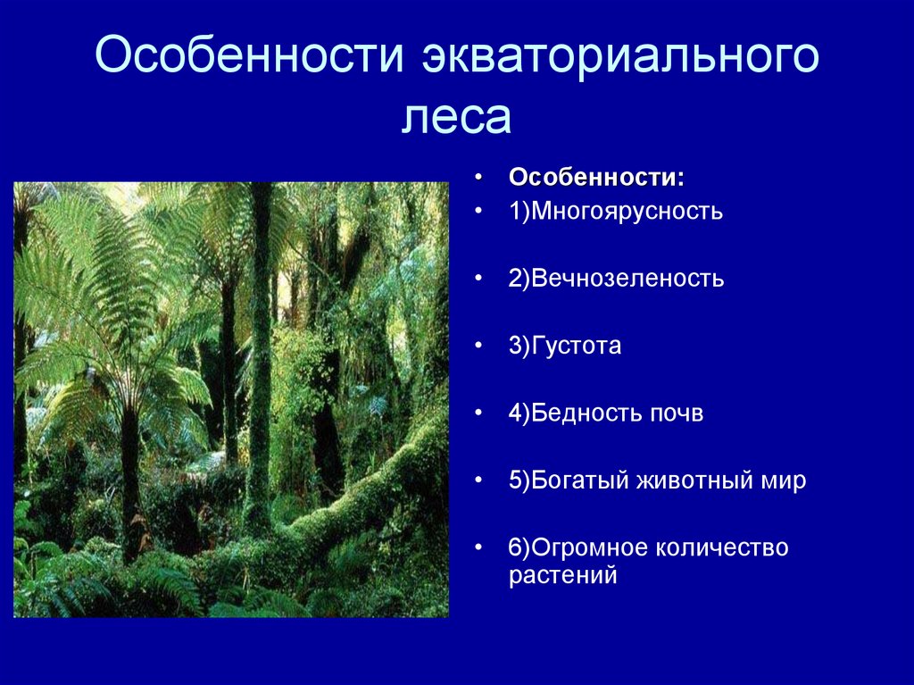 Описание влажных экваториальных лесов по плану 7 класс география