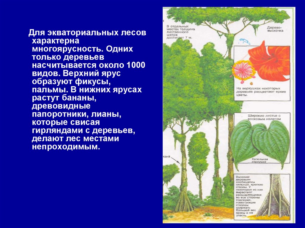 Какие растения образуют верхний ярус в лесу. Гилеи ярусность. Ярусы экваториальных лесов. Нижние ярусы экваториального леса. Ярусность растений в тропическом.