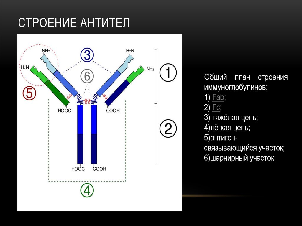 Схема строения иммуноглобулина g