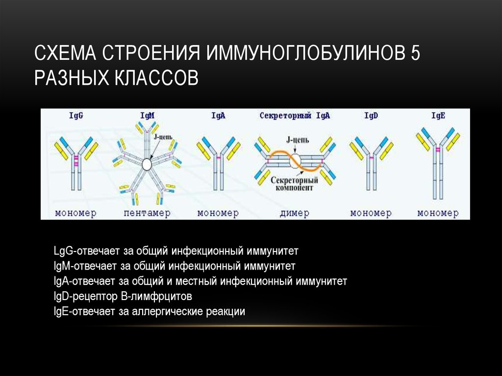 Чем отличаются иммуноглобулины. Антитела иммуноглобулины структура классы. Строение антител разных классов. Антитела структура мономера классы иммуноглобулинов. Классы иммуноглобулинов IGM.