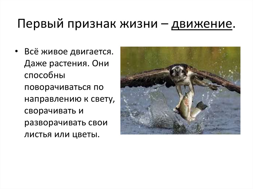 Первый признак жизни – движение.