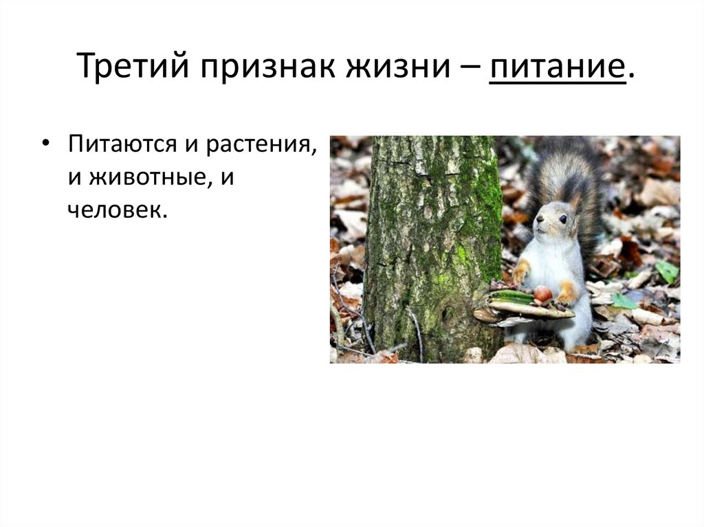 Третий признак жизни – питание.
