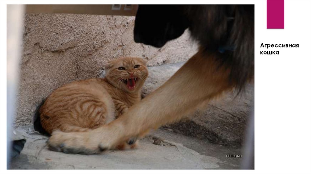 Почему котята шипят. Кошачий страх. Агрессия страх кошка. Кошка шипит. Кот злится.