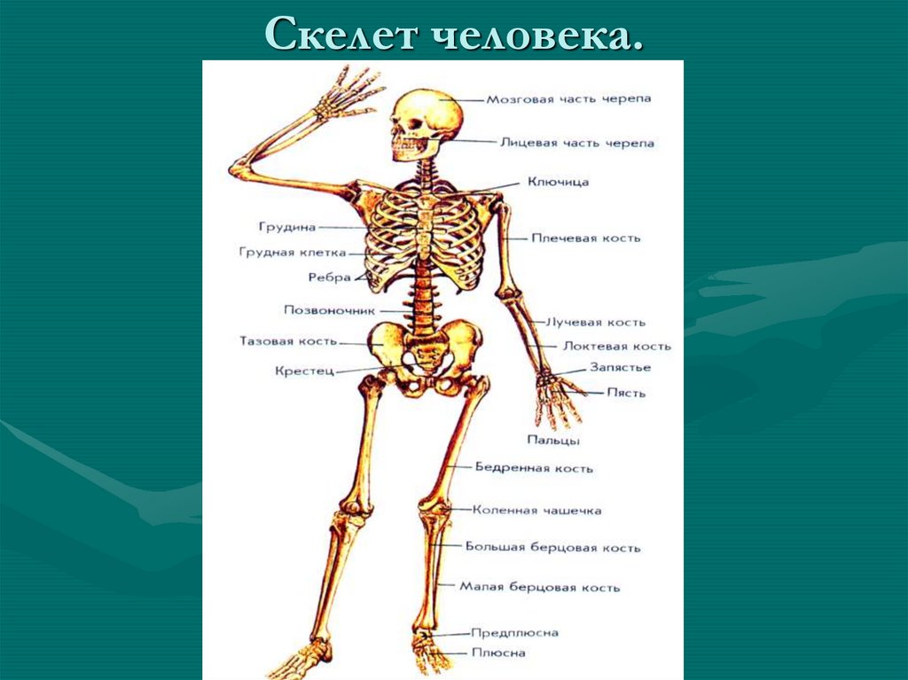 Кости скелета человека. Скелет человека крестец. Строение и классификация скелета. Классификация костей скелета. Части скелета.. Скелет лицевой части человека.