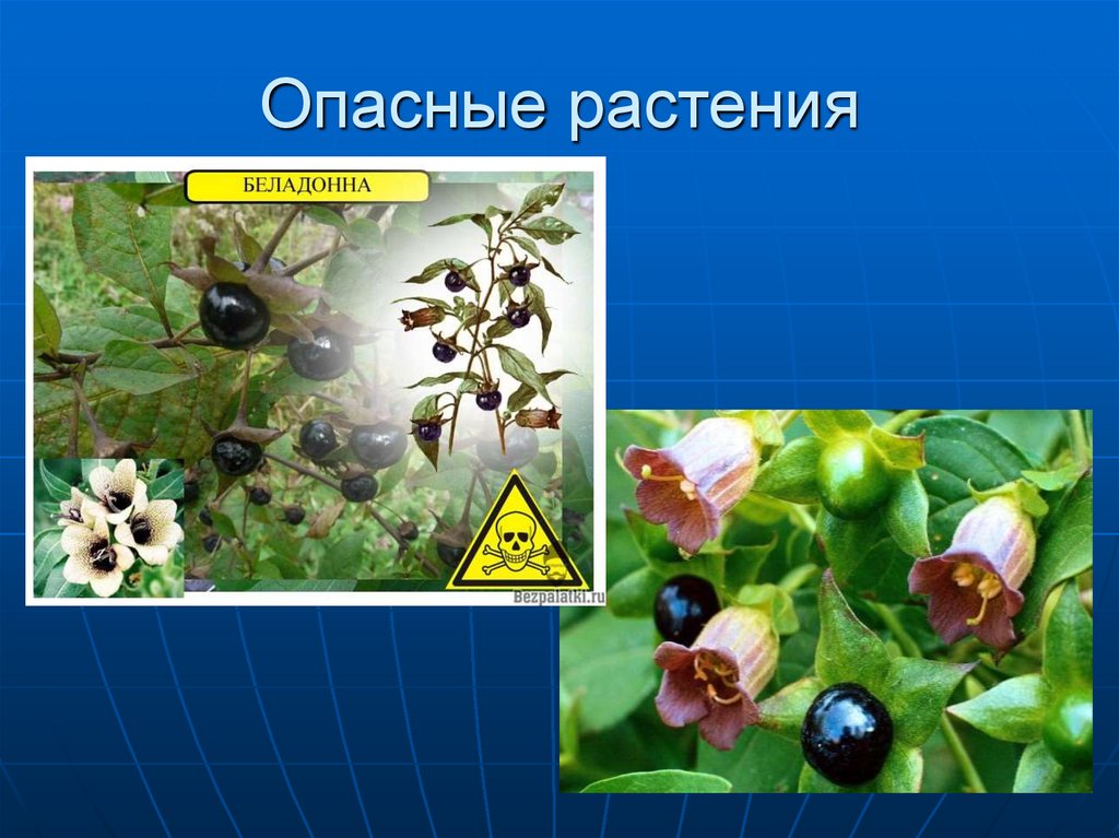 Опасные растения