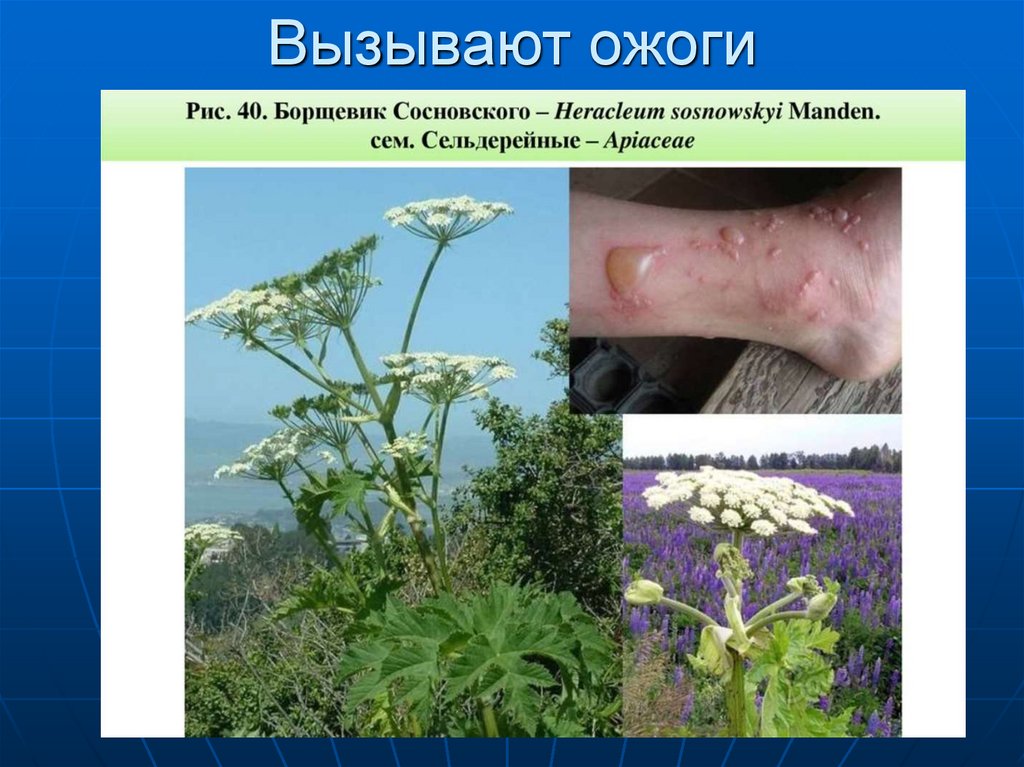 Вызывают ожоги