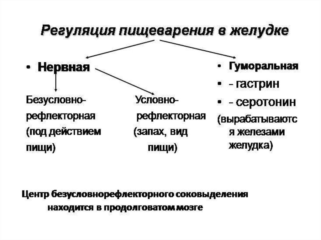 Регуляция пищеварения