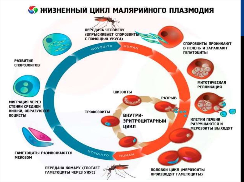 Несколько ведущих генераций плазмодиев в патогенезе малярии. Жизненный цикл малярийного плазмодия. Жизненный цикл малярийного плазмодия схема. Стадии жизненного цикла малярийного плазмодия. Цикл развития малярийного плазмодия 7 класс биология схема.