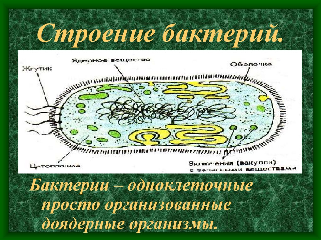 Отметьте особенности строения бактерий значение в природе. Строение одноклеточных бактерий. Бактерии доядерные организмы. Доядерные одноклеточные организмы. Бактерии одноклеточные организмы.