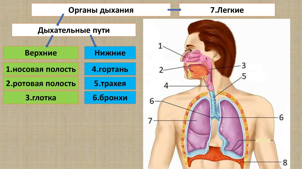 Строение и функции органов дыхания презентация